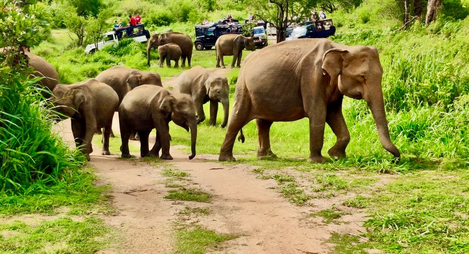 Olifanten spotten Sri Lanka Olifanten spotten Sri Lanka